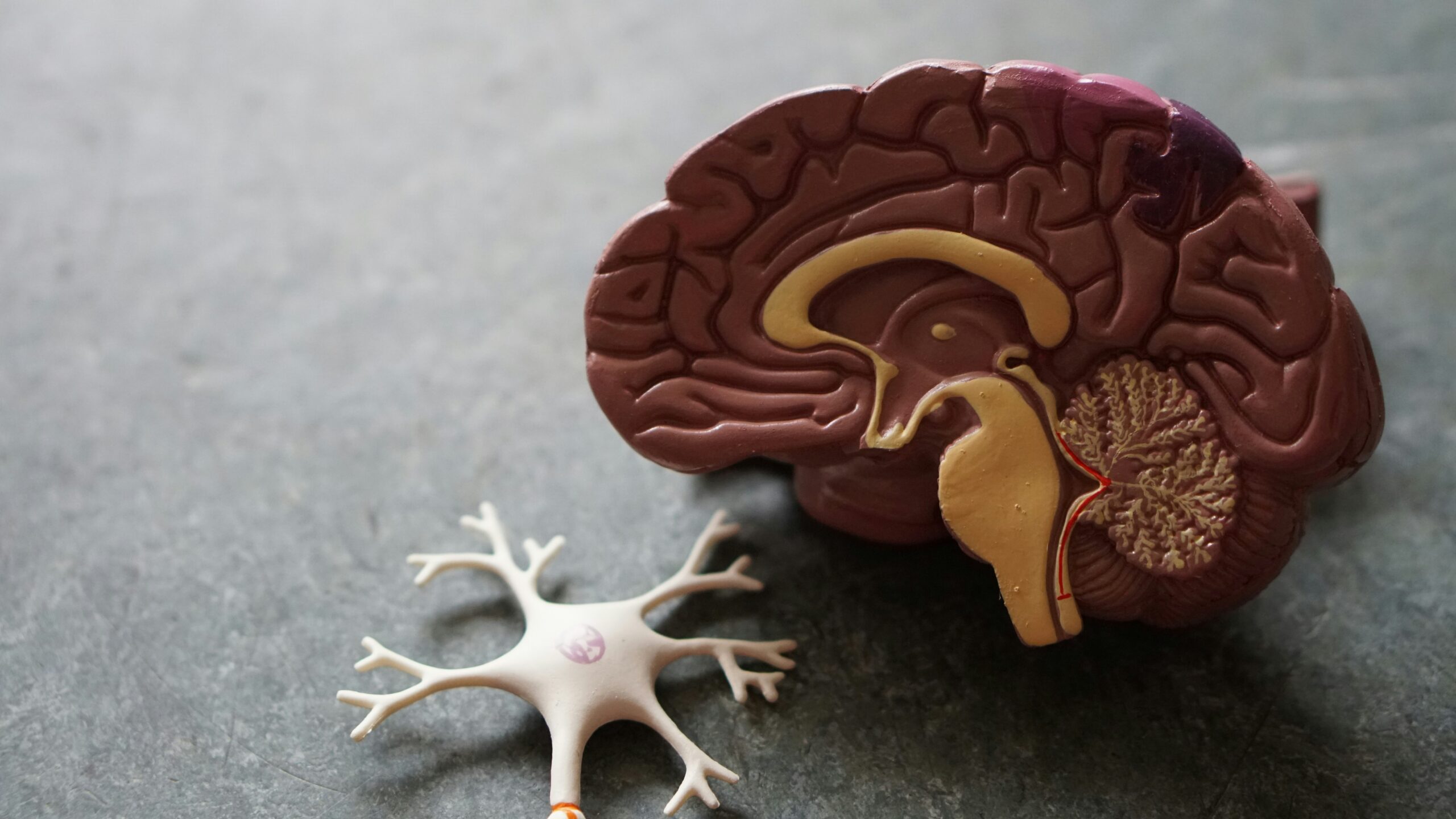 10 Foods That Boost Brain Health Naturally